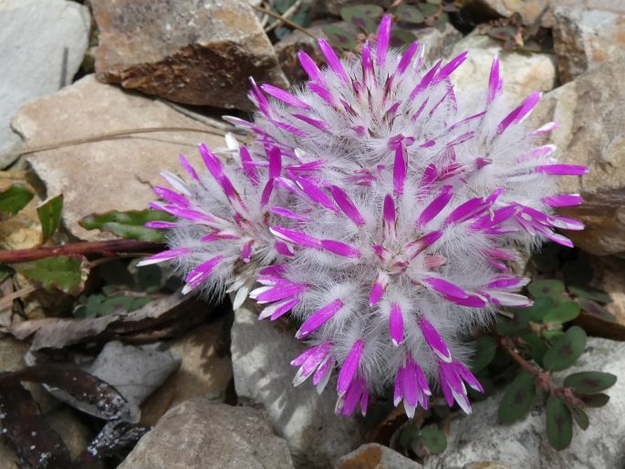 Ptilotus manglesii