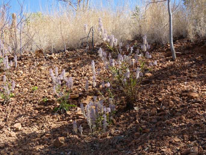 Ptilotus exaltatus