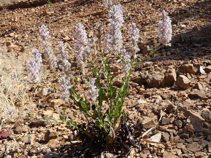 Ptilotus exaltatus