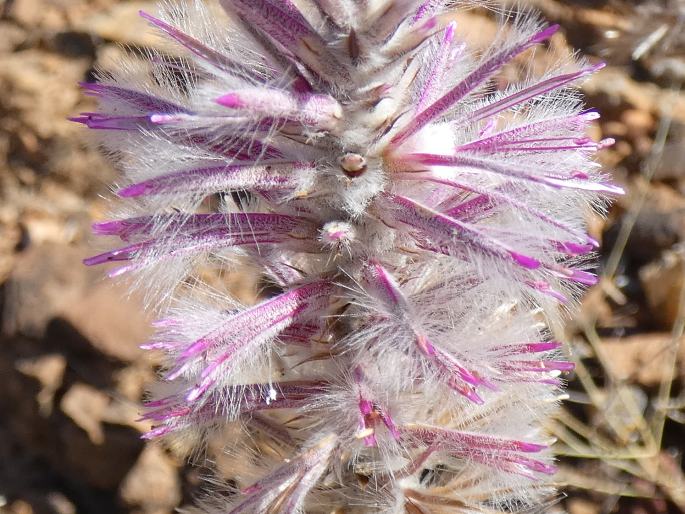 Ptilotus exaltatus