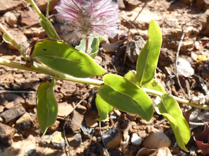 Ptilotus exaltatus