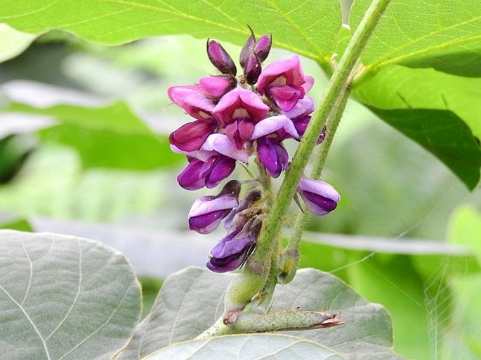 pueraria pseudo hirsuta