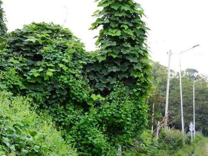 Pueraria montana var. lobata