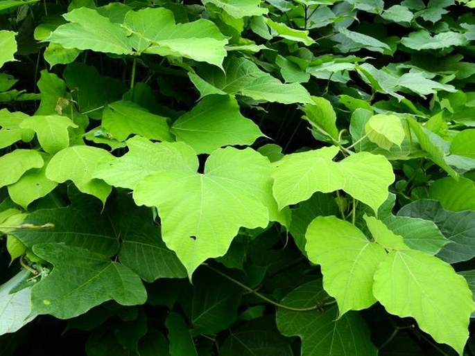 Pueraria montana var. lobata