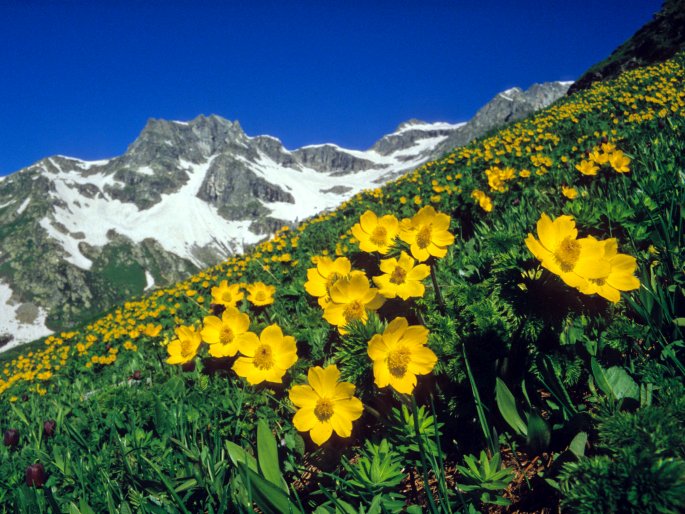 Pulsatilla aurea