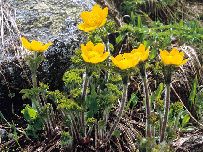 Pulsatilla aurea