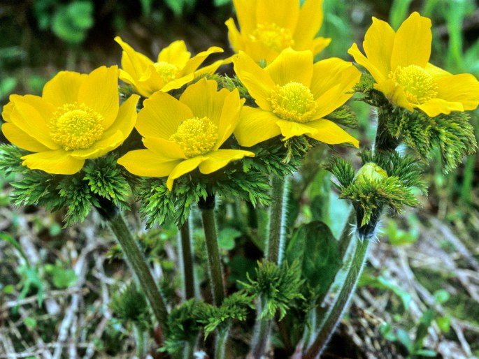 Pulsatilla aurea