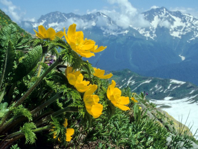 Pulsatilla aurea