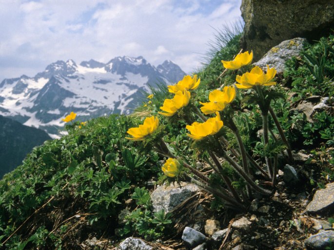 Pulsatilla aurea