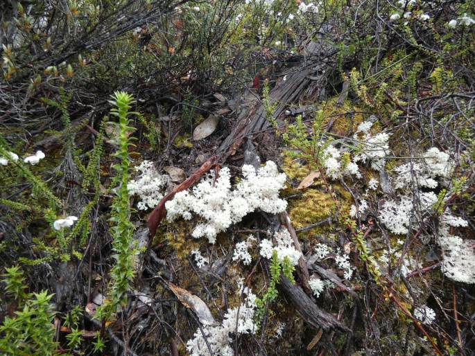 Pulchrocladia retipora