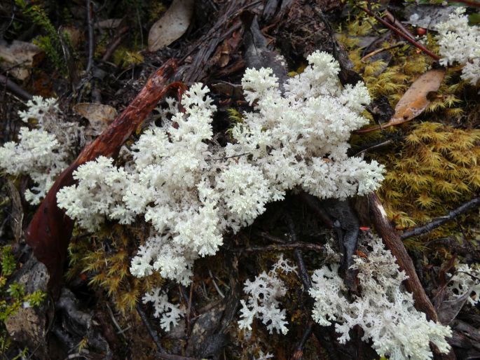 Pulchrocladia retipora