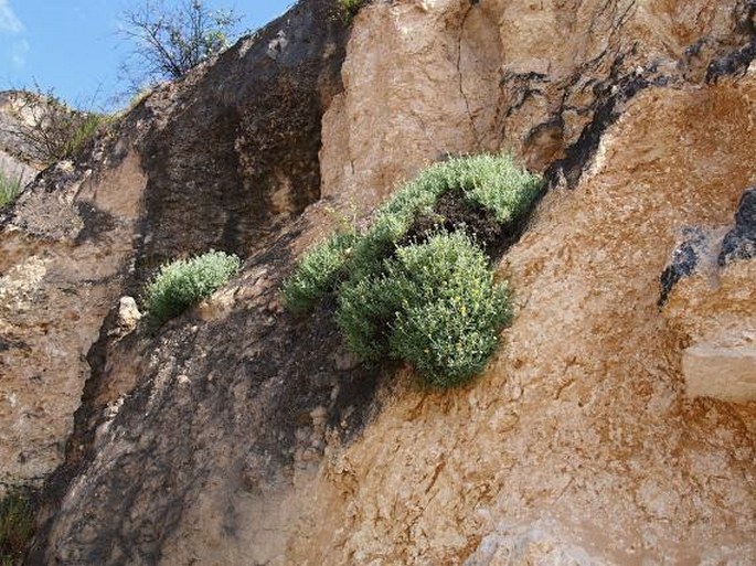 Pulicaria argyrophylla