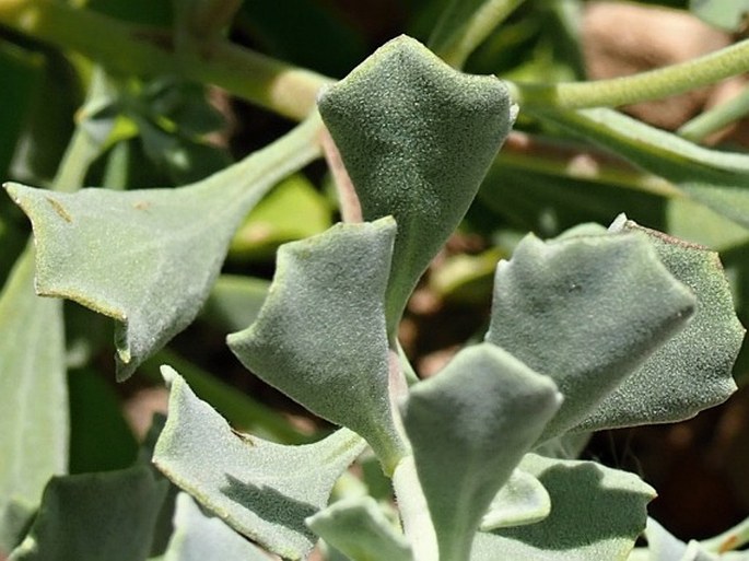 Pulicaria argyrophylla