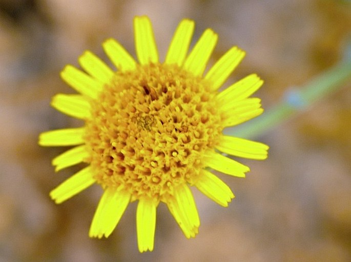 Pulicaria argyrophylla