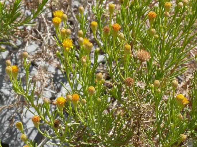 Pulicaria glutinosa