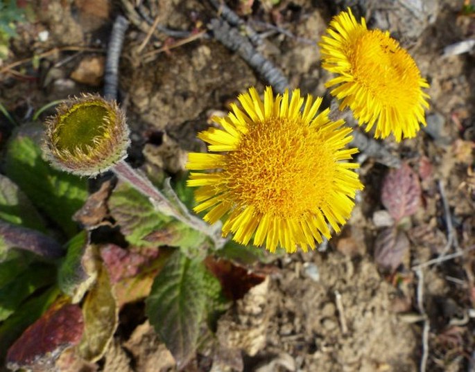 Pulicaria odora