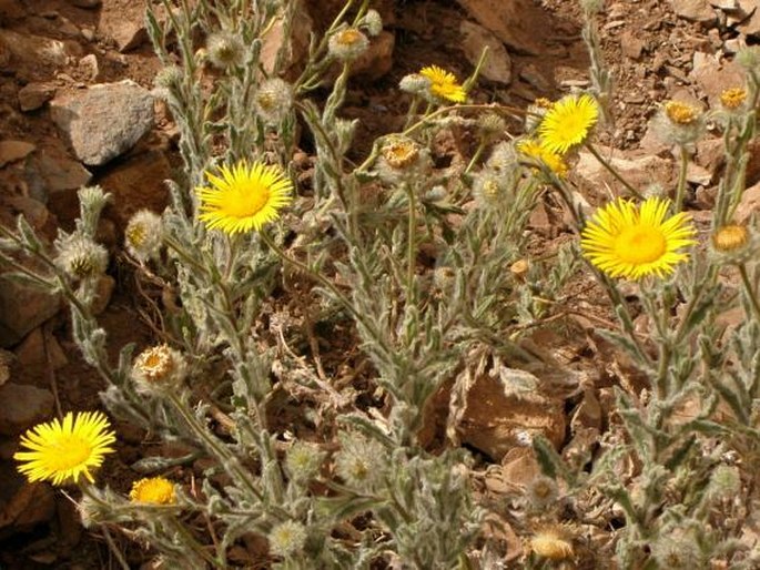 Pulicaria mauritanica