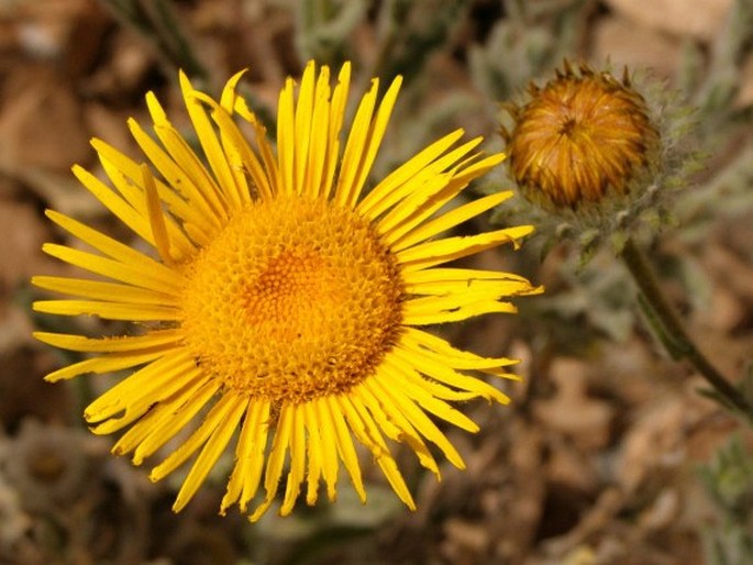 Pulicaria mauritanica