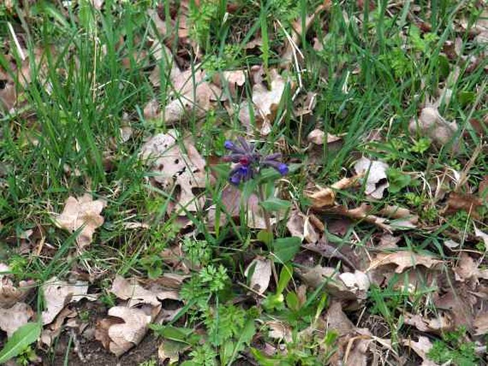 Pulmonaria mollis