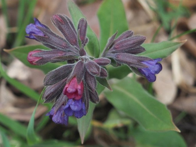 Pulmonaria mollis