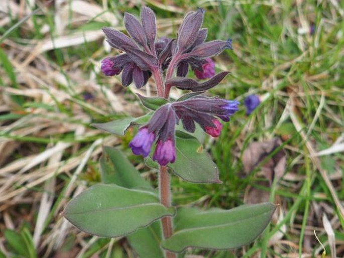 Pulmonaria mollis