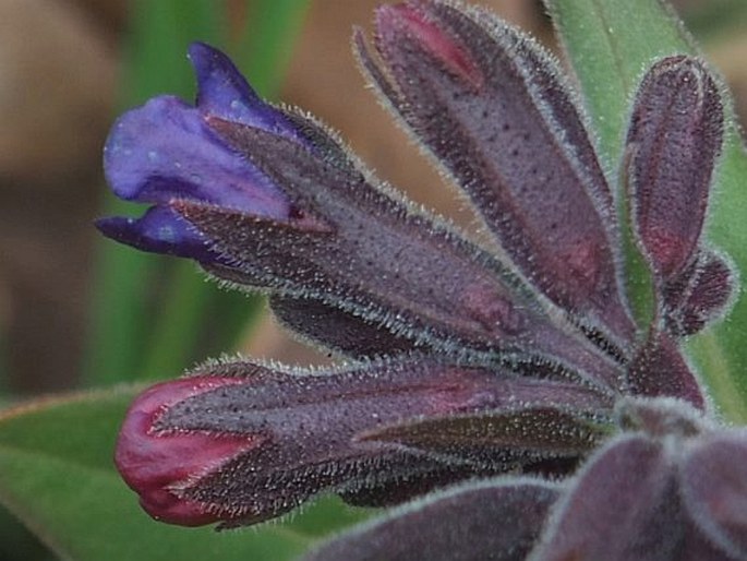 Pulmonaria mollis