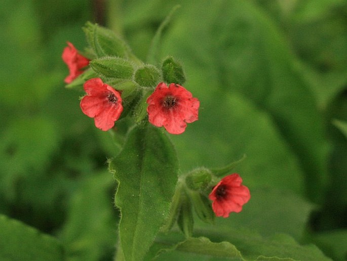 Pulmonaria rubra