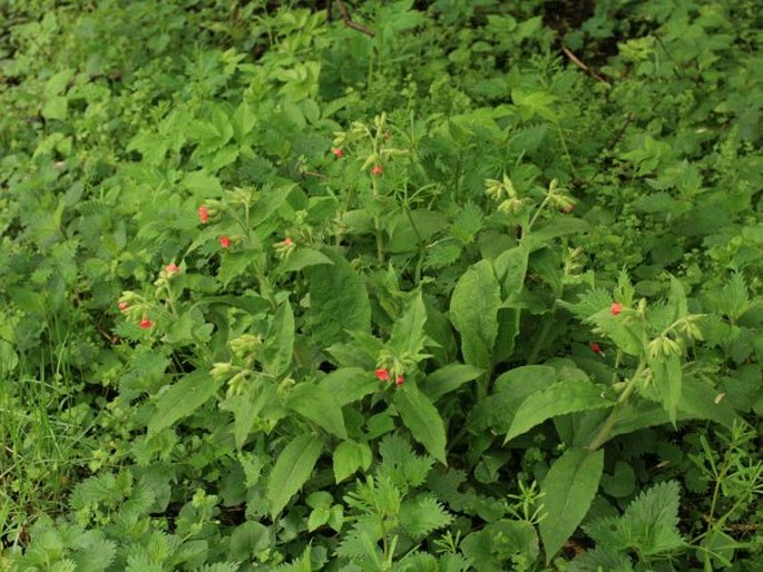 Pulmonaria rubra