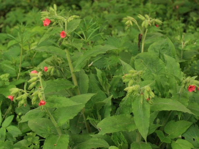 Pulmonaria rubra