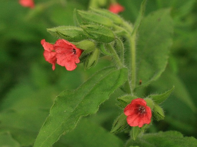 PULMONARIA RUBRA Schott – plicník červený