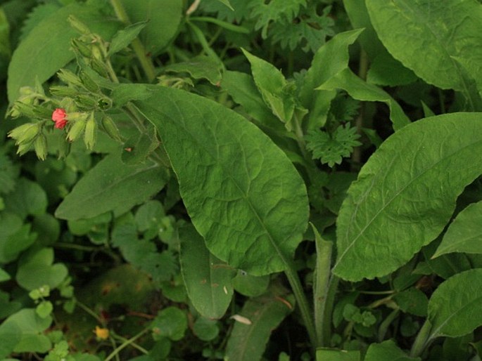 Pulmonaria rubra