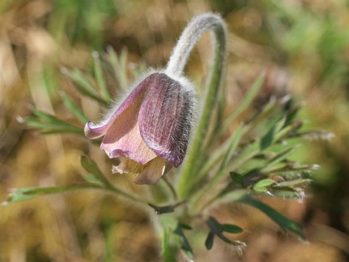 Pulsatilla pratensis var. albida