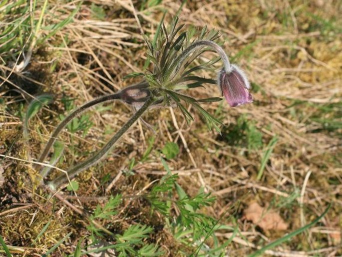 Pulsatilla pratensis var. albida