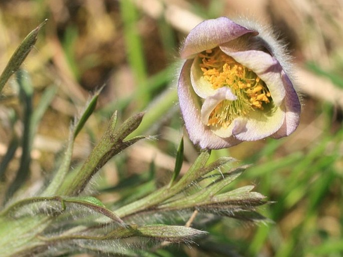 Pulsatilla pratensis var. albida