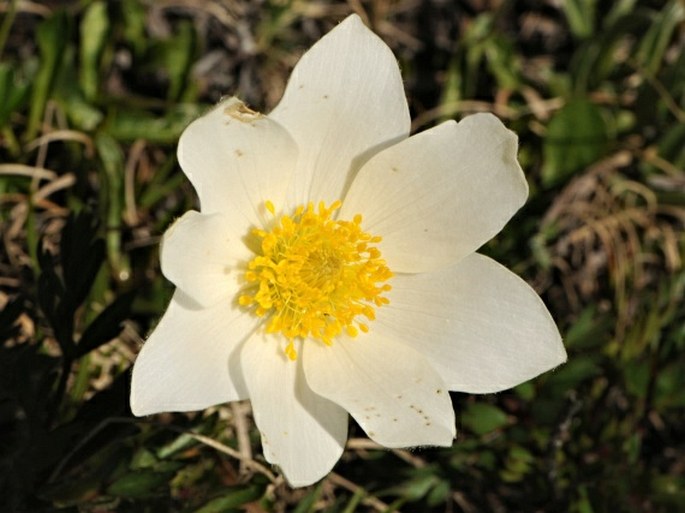 PULSATILLA ALPINA subsp. AUSTRIACA Aichele et Schwegler - koniklec / poniklec