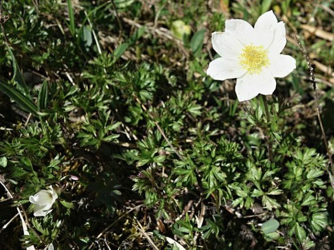 Pulsatilla alpina subsp. austriaca