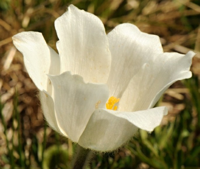 Pulsatilla alpina subsp. austriaca