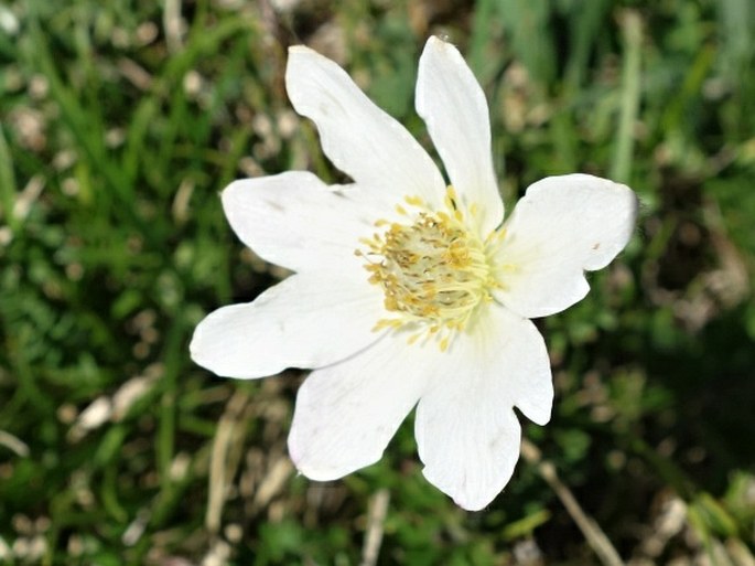 Pulsatilla alpina subsp. austriaca