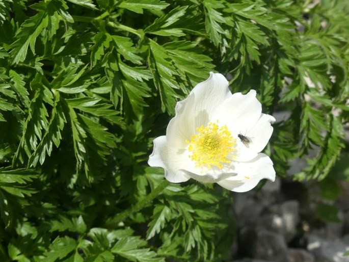 PULSATILLA ALPINA (L.) Delarbre - koniklec alpínský / poniklec alpínsky