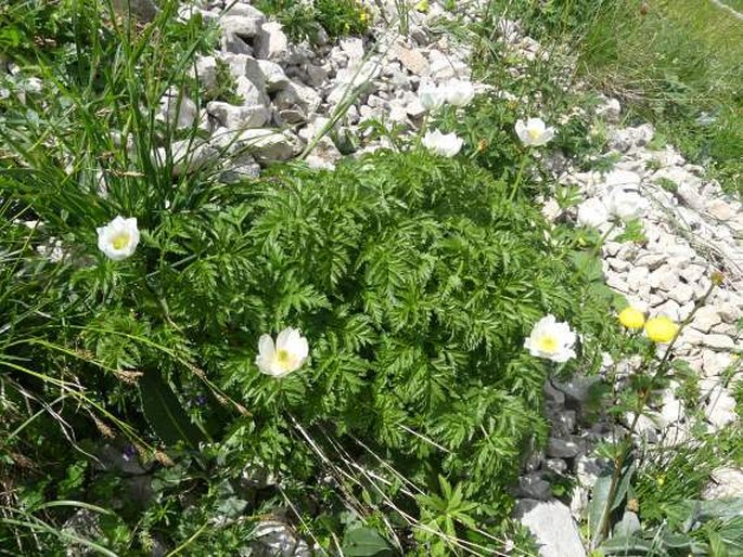 Pulsatilla alpina