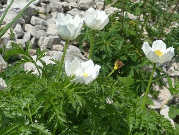 Pulsatilla alpina