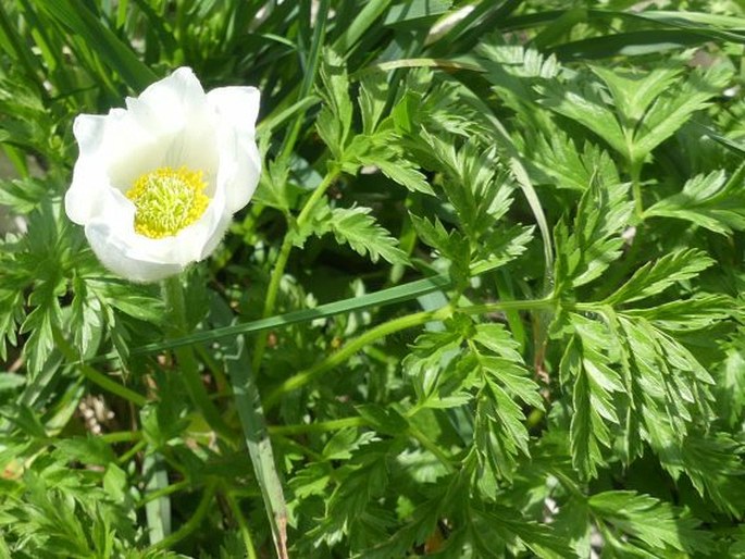 Pulsatilla alpina