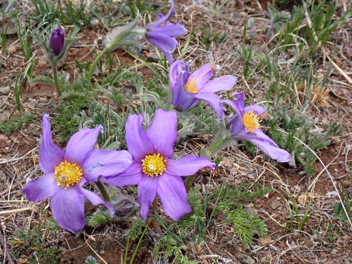 Pulsatilla tenuiloba