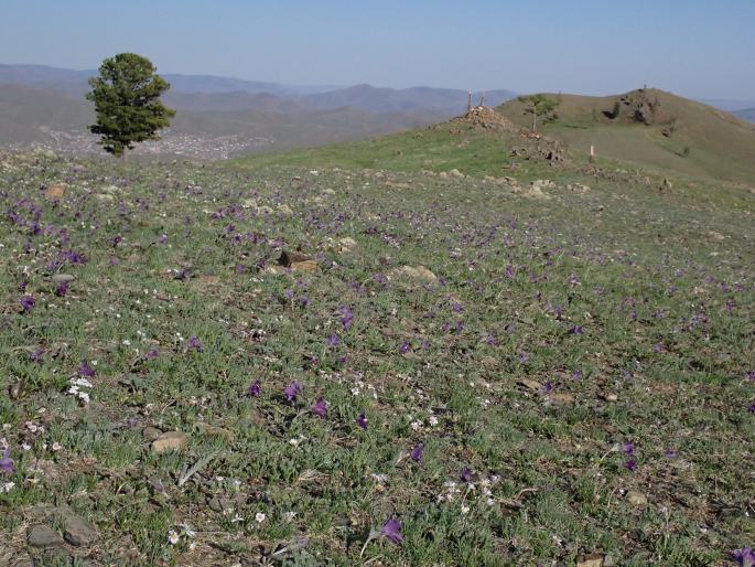 Pulsatilla tenuiloba