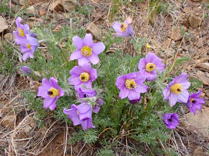 Pulsatilla tenuiloba