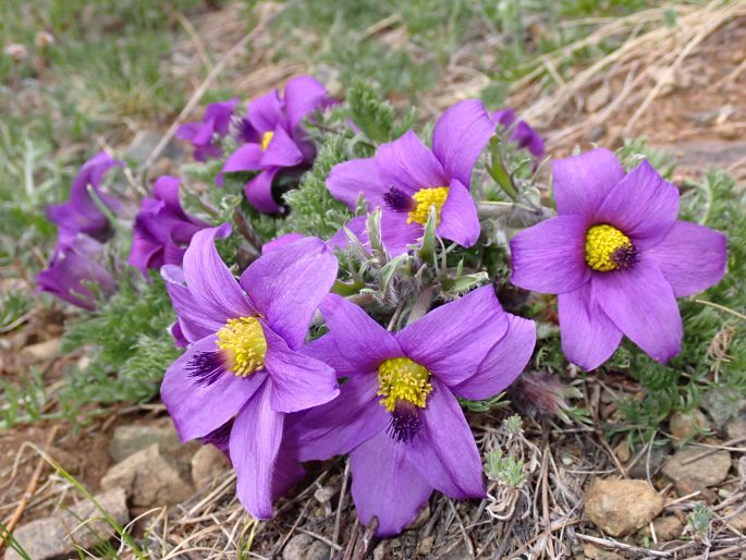 Pulsatilla tenuiloba