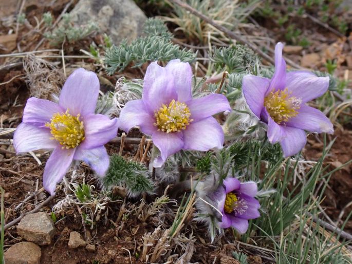 Pulsatilla tenuiloba