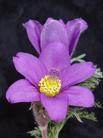 Pulsatilla tenuiloba