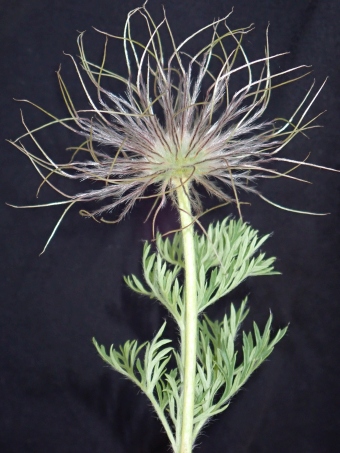 Pulsatilla tenuiloba