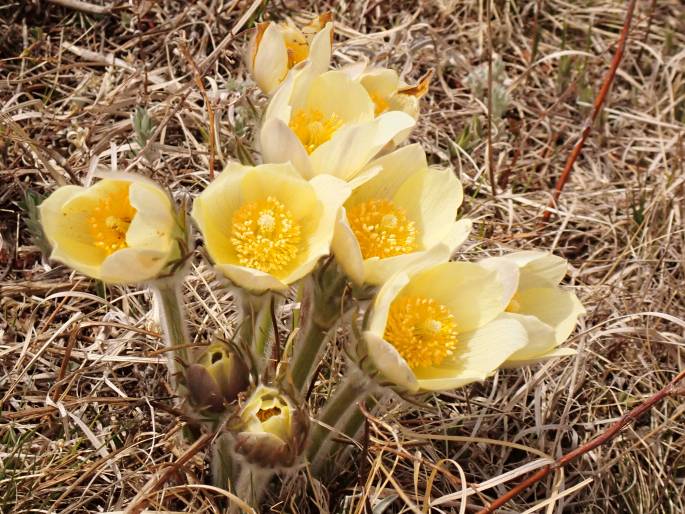 Pulsatilla flavescens